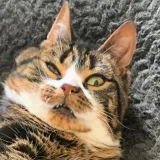 Irish Myst- memes and cats