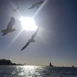 İstanbul- fotos amateur
