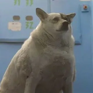 Reposter - мемы и видео
