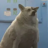 Reposter - мемы и видео