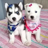 Grupo de perros Punjab - Los perros del Punjab