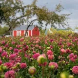 JS Flores Granja - flores de granja
