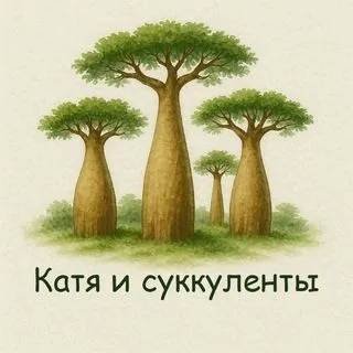 Катя и суккуленты - комнатные растения