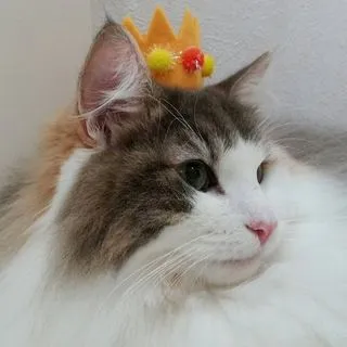 KittyDumper Support