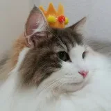 KittyDumper Support