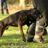 Stepanenko K-9 dogs - служебные собаки