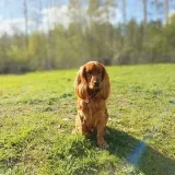 SPANIELS MAXandSEM - Spaniel diary
