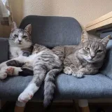 Stinky and Eri - Cats and their stories