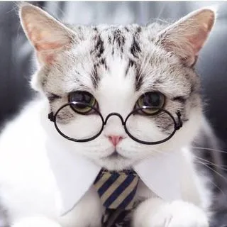 Котики в очках - фото котов