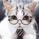 Gatos en gafas - fotos de gatos
