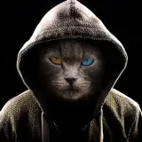𝙺𝙾𝚃𝙾𝙵𝙸𝚄𝚂 - gatos y contenido