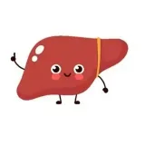 La anatomía La LaAnatomiae.fácil es simple.