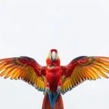 La Guacamaya - News