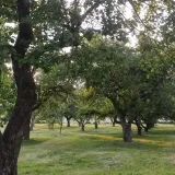 Vacíos forestales - esoterismo y vida cotidiana