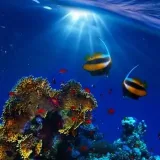 Living Ocean - моря и океаны