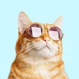 Funny Animals - смешные видео