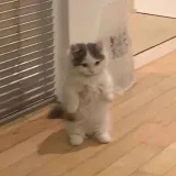 MICHIPortal es un gato meme
