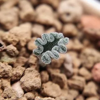 Mimamu_plants - Растения и ящерицы