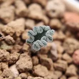 Mimamu_plantas - Plantas y lagartos