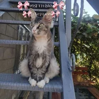 𝓜𝓲𝓷𝓽 𝓐𝓷𝓲𝓶𝓪𝓵𝓼 - Животные в доме