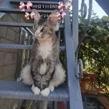 𝓜𝓲𝓷𝓽 𝓐𝓷𝓲𝓶𝓪𝓵𝓼 - Animales en la casa.
