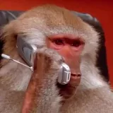 Monkey Cards - monkey cards