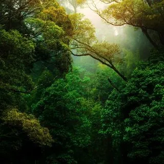 Nature Landscape - фото животных
