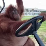 ne21 sobre los coches