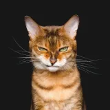 Коты, мемы, тяночки - юмор 18+