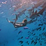 Ninel con tiburones 🦈 - viajes y tiburones
