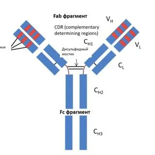 Oncolitatuzumab - для онкологов