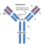 Oncolitatuzumab - для онкологов