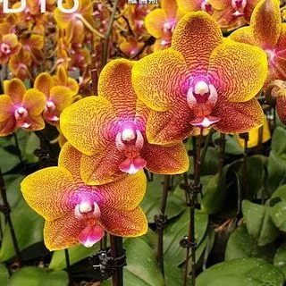 Orchid_paradise