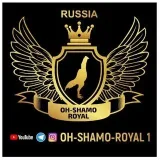 OH-SHAMO-ROYAL 1
