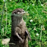 Otter Appreciation