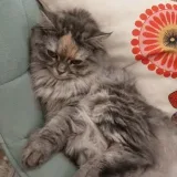 🐈Милота и рисунки 🐈‍⬛