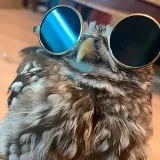 Owl Yan - Arte creativo