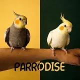 🦜 P A R R O D I S E 🦜