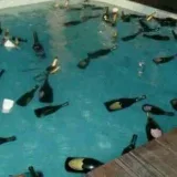 Fiesta - música de fiesta