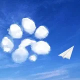PAWS COMMUNITY NEWS- game codes