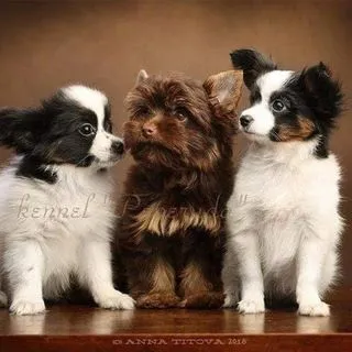 Питомник Peperuda.Dog 🐾