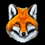 Red Polar Fox - Foxes and Nature