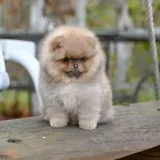Puppy pomeranian шпицы