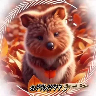 Квоока - корейский юмор