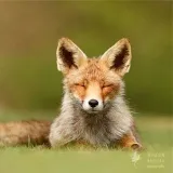 ZenFox - Pensamientos inspiradores