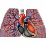 Pulmonarycourses- PDF courses