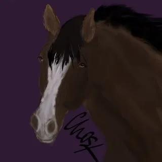 Country Saddlebag - Wild Horse Islands