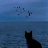 Ilya Sadowskicontent