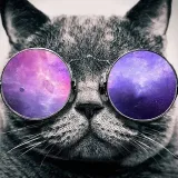 Safe Space Cats - милые коты