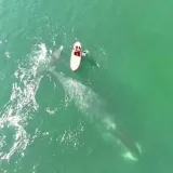 Shantarwhale - Shantara whales